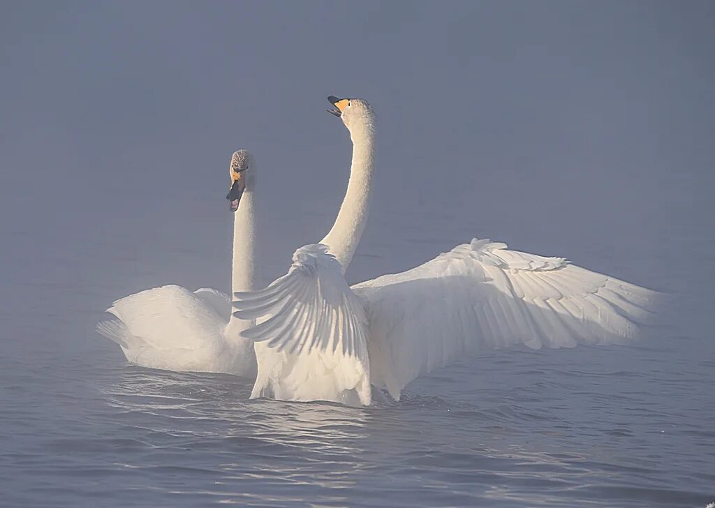 Лебедь-кликун (Cygnus Cygnus). Лебедь кликун. Сигнус лебедь. Лебеди Cygnus Falconeri.