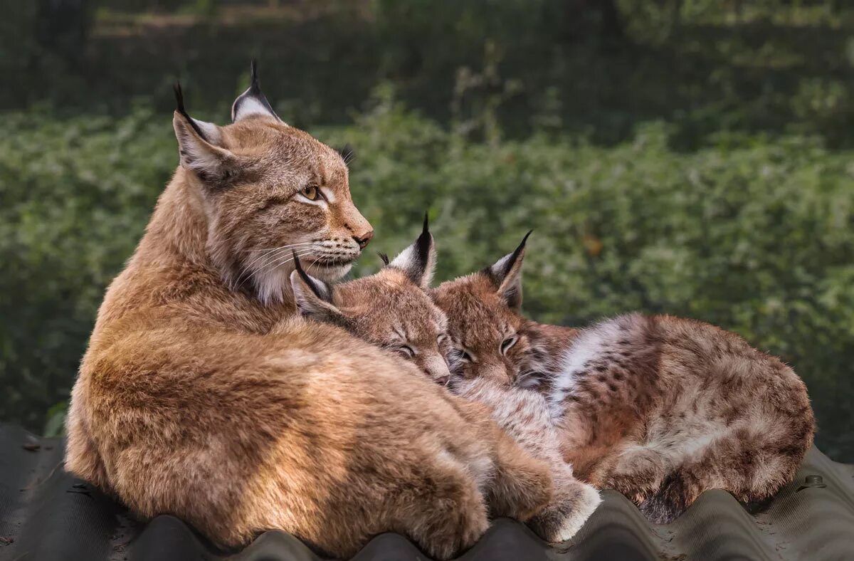 лисенок и рысенок. лиса фото. рысь и лиса. рысь и медведь. рысенок и лис.