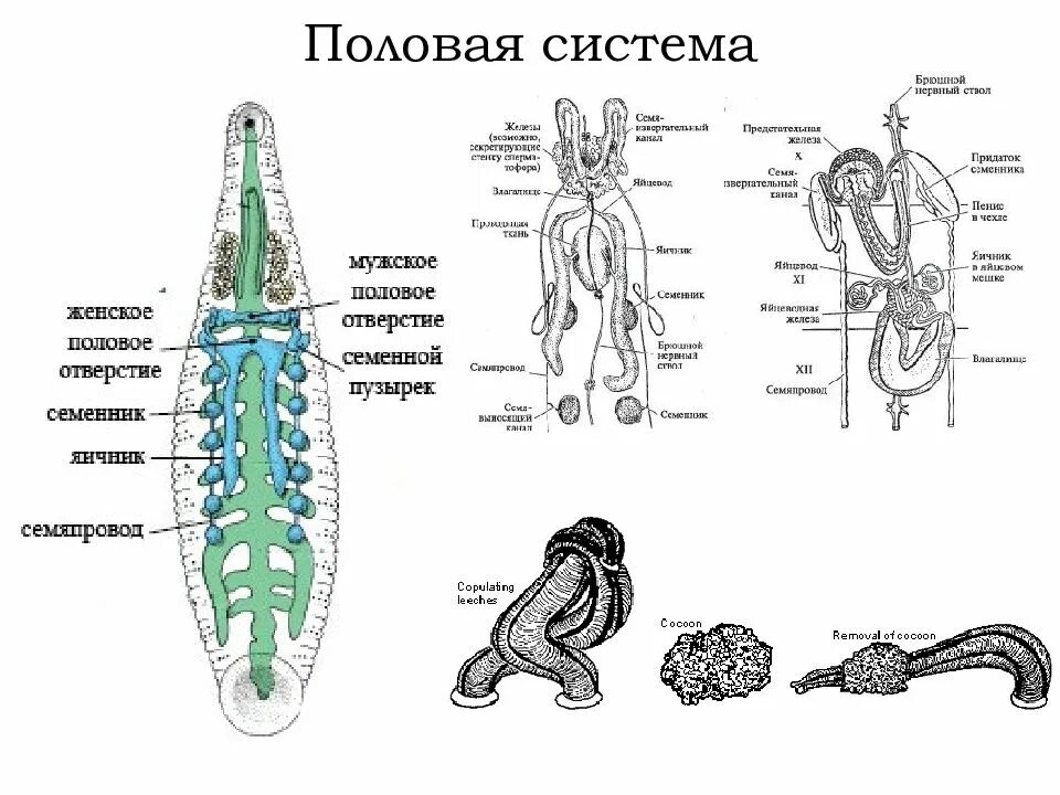 Строение беспозвоночных животных. Строение половой системы пиявки. половая система медицинской пиявки. система органов размножения пиявок. строение выделительной системы пиявки.
