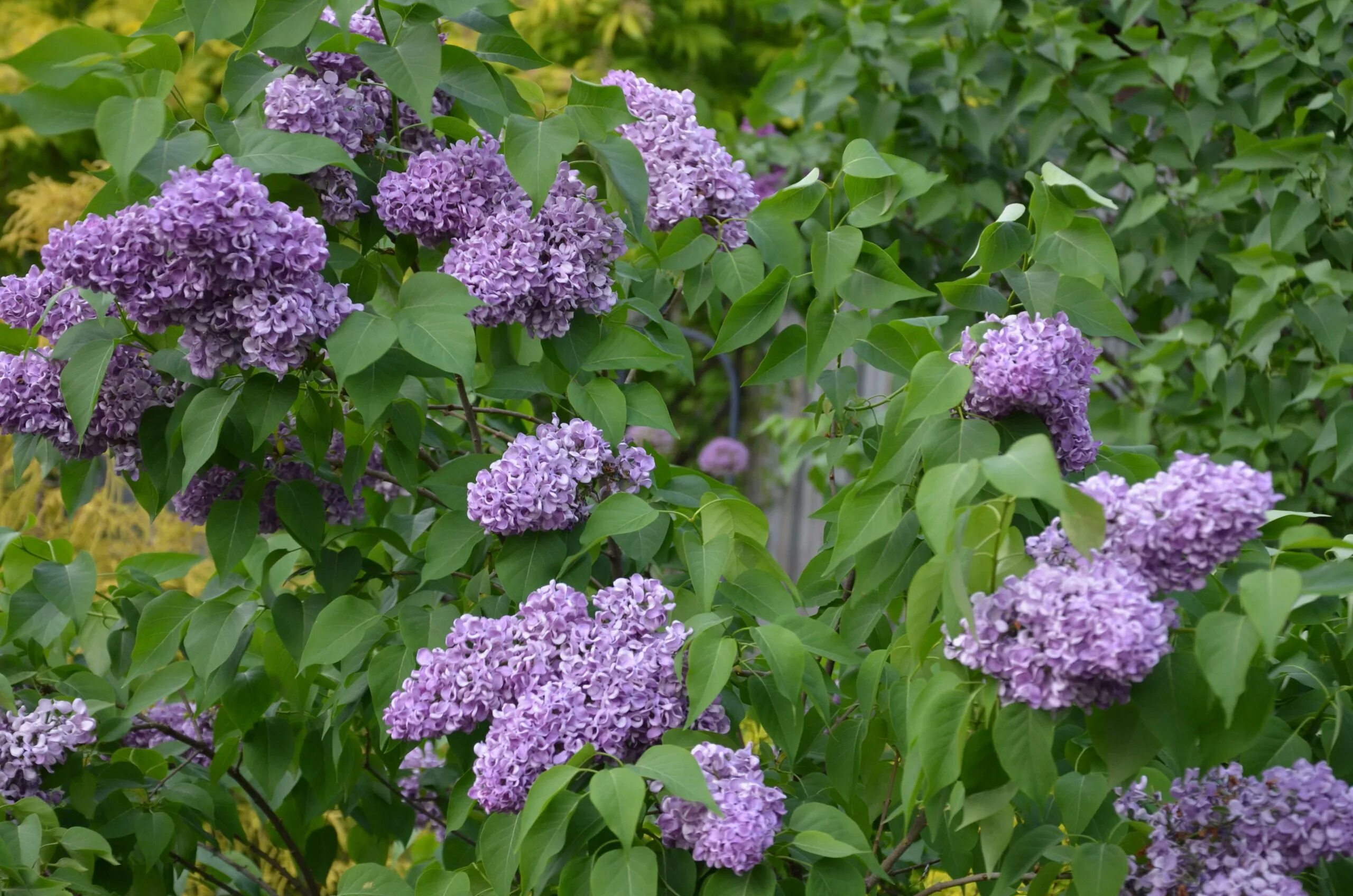 Какой формы сирень. Сирень Syringa vulgaris.