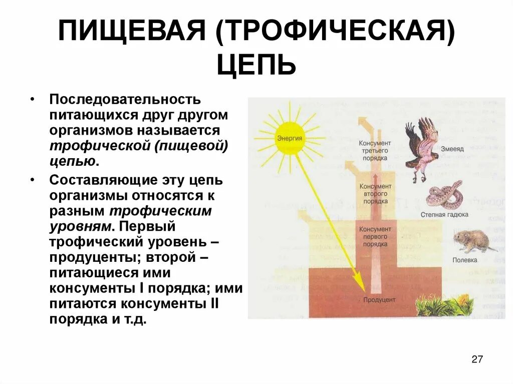 Первый трофический уровень в экосистеме занимают. Продуценты трофический уровень. Трофические уровни экосистемы. Трофические уровни пищевой цепи. Трофические уровни питания.