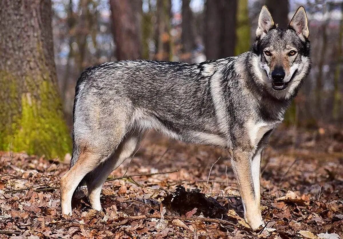 Собачьи гибриды. Собачьи гибриды. Порода собак волкособ. Волко-собачьи гибриды волкособ. Волкособ вольфхунд.