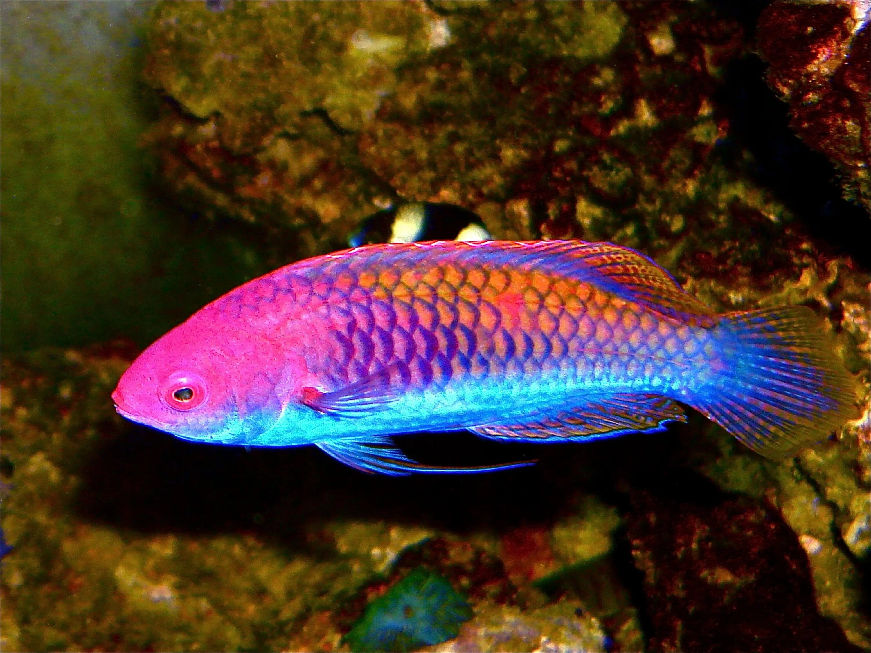 Какого цвета рыба. Wrasse рыба. аквариумная рыбка радуга. разноцветные рыбки. радужные рыбки аквариумные.