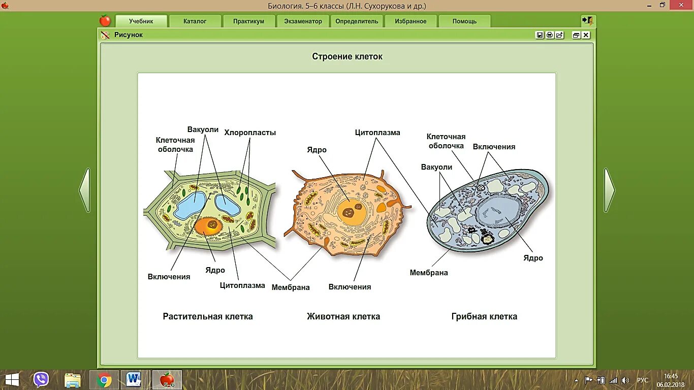 Отличие грибной клетки. Растительная клетка животная клетка грибная клетка. Строение клеток грибов растений и животных. Строение растительной животной и грибной клетки. Строение клеток растений животных и бактерий.