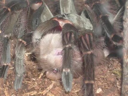 Әдемі порно жұлдыздан минет