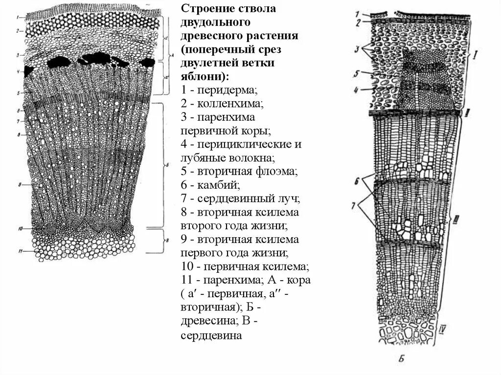 Поперечного среза стебля растения. Строение стебля двудольного древесного растения. Анатомическое строение стебля двудольных древесных растений. Срез ветки липы флоэма. Поперечный срез стебля двудольного древесного растения.