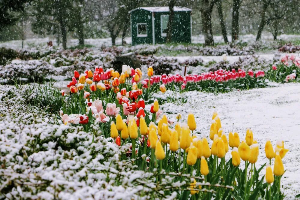 Садик апрель. Ботанический сад Симферополь весной. Сад в апреле.