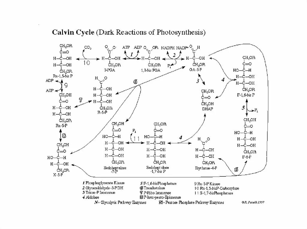 Протекают реакции цикла кальвина. Цикл Кальвина в фотосинтезе. Цикл Мелвина Кальвина. Цикл Кальвина биохимия. Цикл Кальвина схема ЕГЭ.