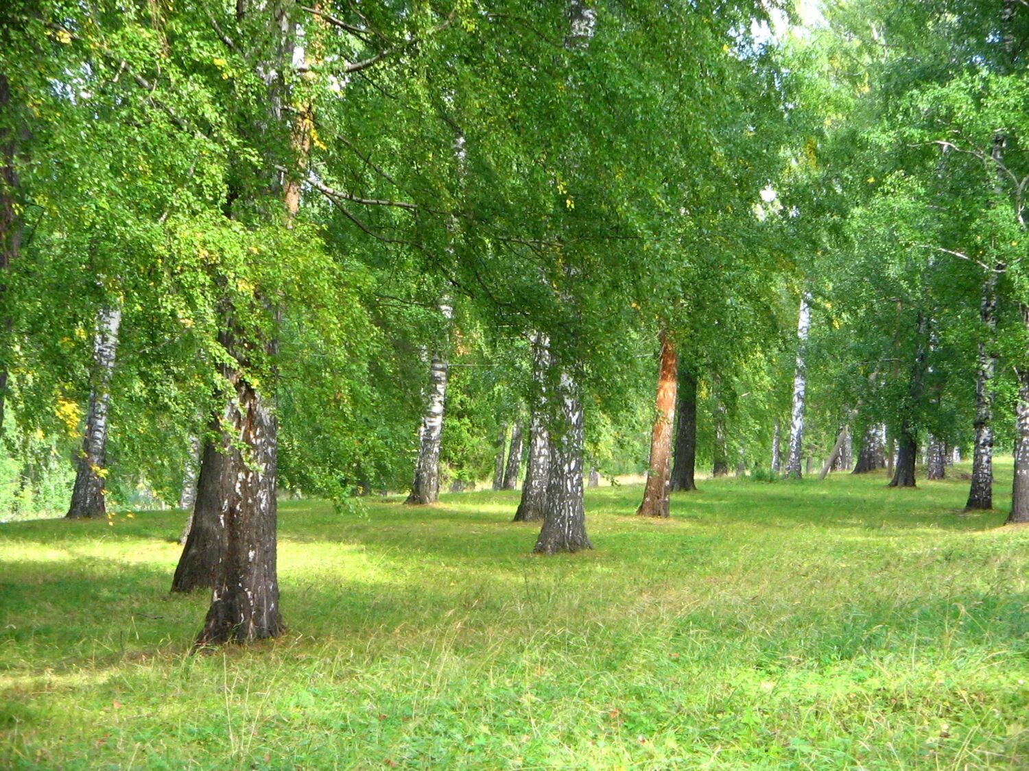 Пензенский народный хор милая роща. Вот она милая роща. Милая роща фото. Песня милая роща слушать