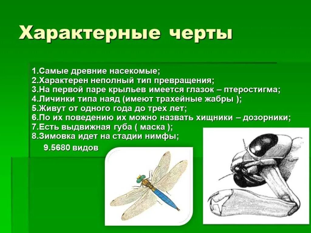 Особенности групп насекомые. Стрекозы отряд насекомых. Общая характеристика стрекоз. Стрекозы характеристика. Характерные признаки отряда Стрекозы.