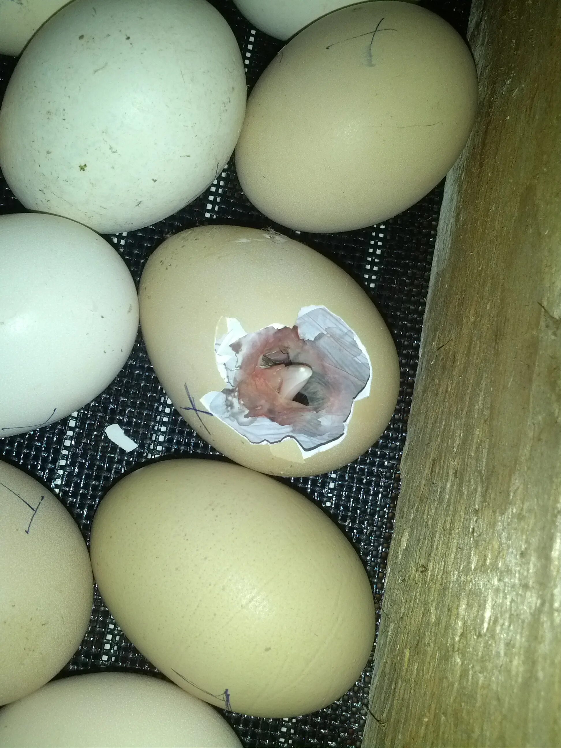 В каких яйцах есть цыплята. Инкубационное яйцо индоутки. Инкубация куриных яицяиц. Инкубационное яйцо кур инкубация. Инкубация страусиных яиц эму.