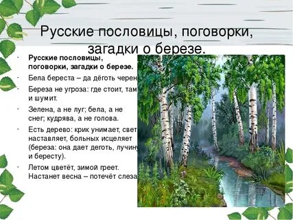 Загадка про березу для дошкольников
