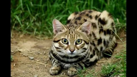 Чернолапая кошка