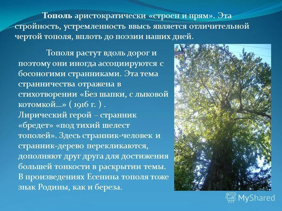 Посадить дерево тополь. Сообщение о Тополе. Доклад про Тополь. Тополь дерево описание. Тополь краткая информация.