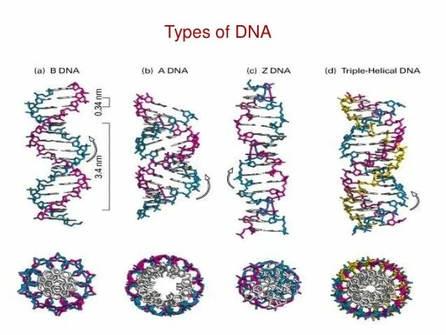 Форма кольцевой днк. Виды ДНК. Гц Тип ДНК. Repeated DNA Types. DNA атомайзер.