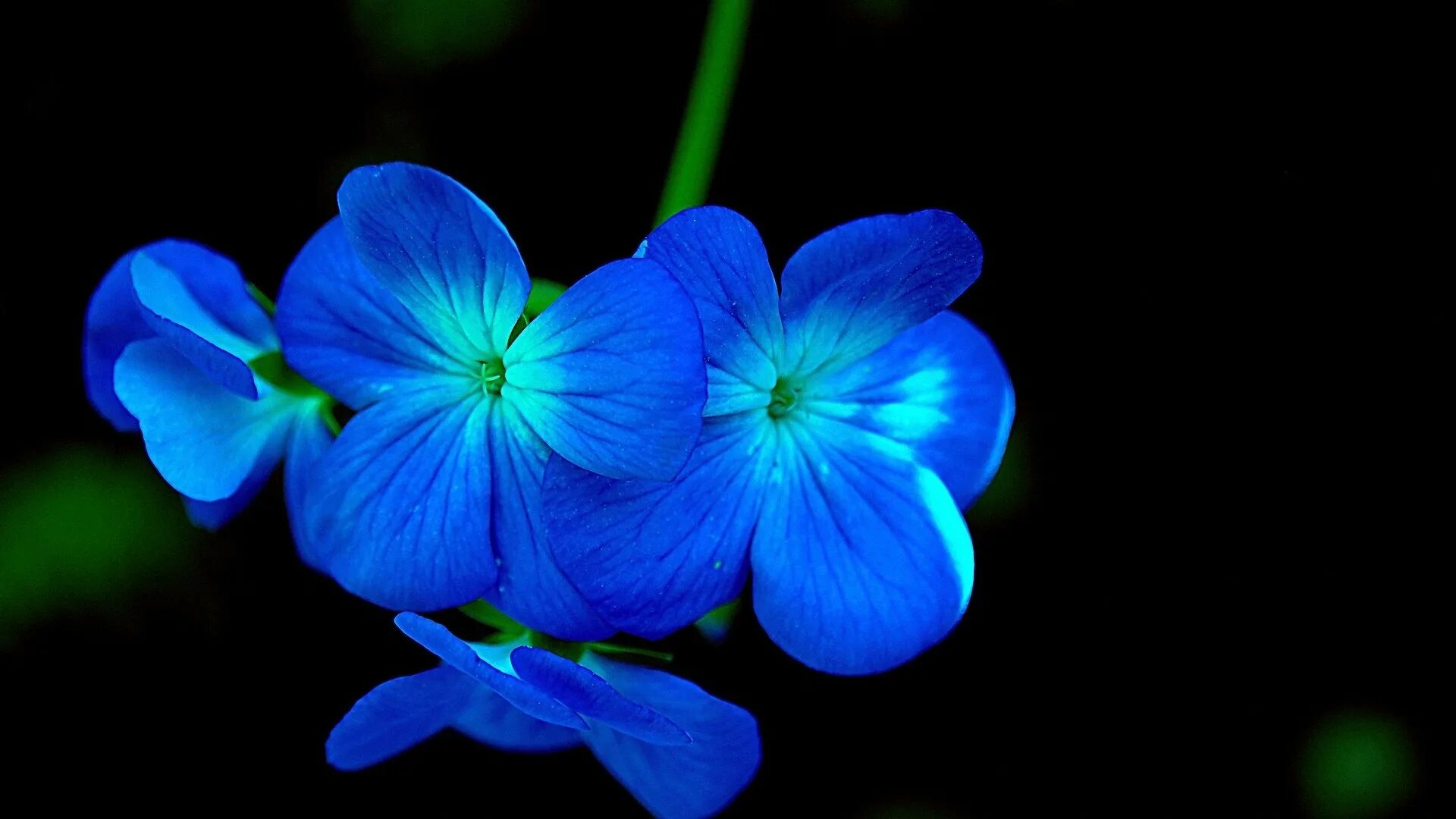 Синий размер. Синие цветы. Синий цвет. Голубой цвет. Темно синие цветы.