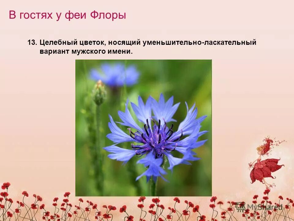 мужские имена растения. мужские цветочные имена. символ цвета цветов. красивые имена для жевоче. имена связанные с растениями.