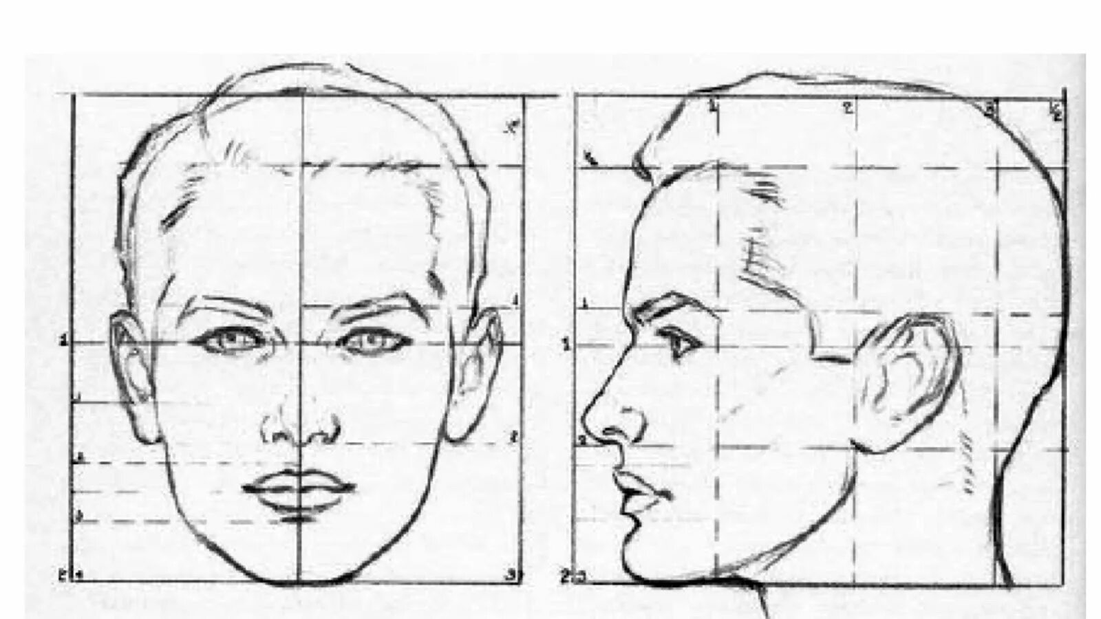 Пропорции портрета человека профиль. Пропорции головы человека анфас и профиль. Пропорции головы человека в ФАС И В профиль. Пропорции лица человека профиль и анфас.