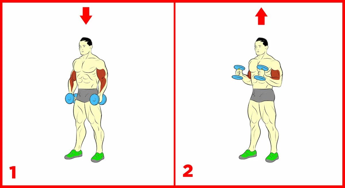 Подъем на бицепс нормативы 2024. Схема тренировок с гантелями. Гантели схема тренировок. Табличка упражнения на бицепс. Самые продуктивные упражнения с гантелями на бицепсы.