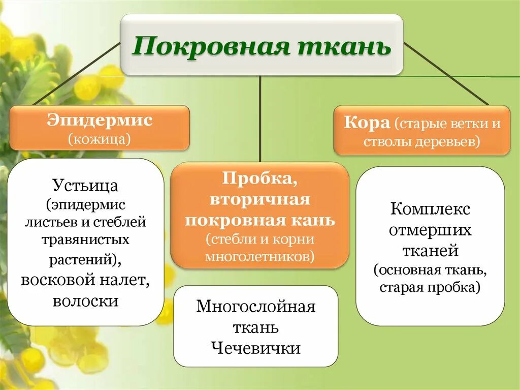 К тканям растений относится ответ. Виды покровной ткани растений. Что относится к покровным тканям растений. Производные покровной ткани растений. Что относят к покровным тканям растений.