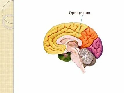 Пискаға татуировканы қалай алуға болады