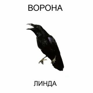 Песня ворон исполнитель