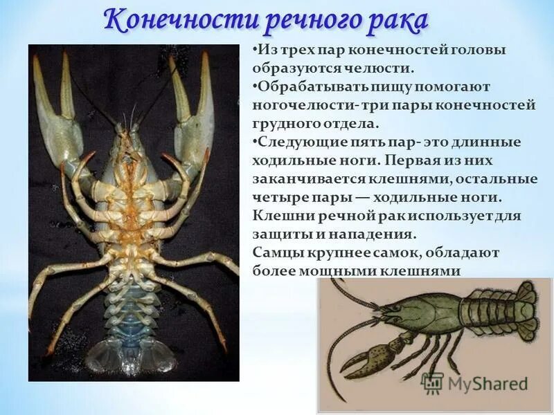Пять пар ходильных ног. Пять пар ходильных ног
