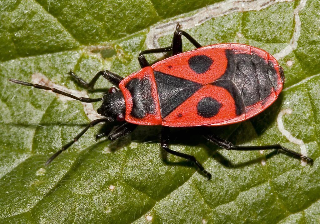 Жук пожарник клоп. Клоп-солдатик Pyrrhocoris. Жук красноклоп солдатик. Клоп-солдатик – Pyrrhocoris apterus. Жук пожарник клоп солдатик.