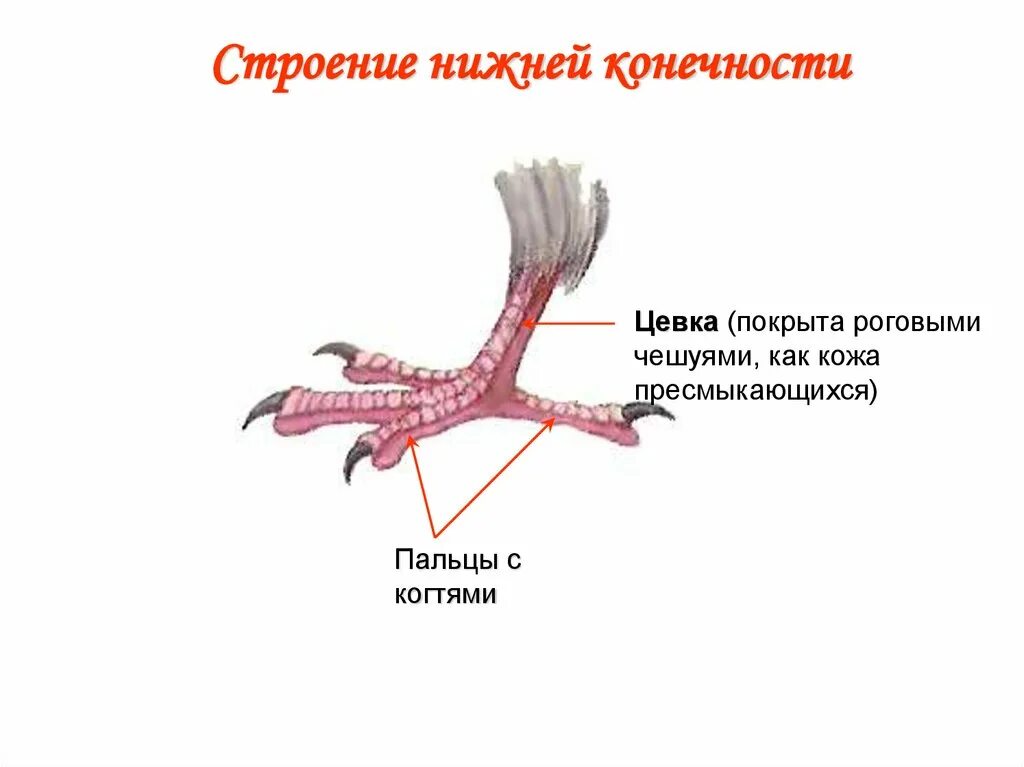 Строение задних конечностей птиц. Внешнее строение конечностей голубя. Строение ноги птицы. Внешнее строение конечностей птиц. Задние конечности птиц значение в жизни птицы