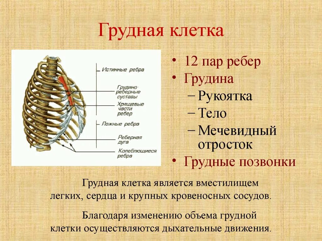Сколько ребер на 1 стороне. Кости скелета туловища грудной отдел. Строение грудной клетки человека анатомия. Строение костей грудной клетки человека. Скелет туловища человека анатомия грудная клетка.