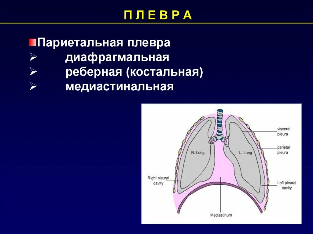 Плевральная полость образована. Париетальная и медиастинальная плевра. Пристеночный листок плевры. Реберно медиастинальный синус плевры. Реберно-диафрагмальный синус плевры анатомия.