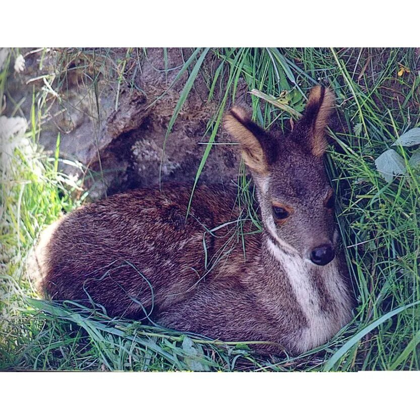 Олень кабарга мускус. Сибирская кабарга. Мускусная кабарга. Сибирская кабарга детеныш.