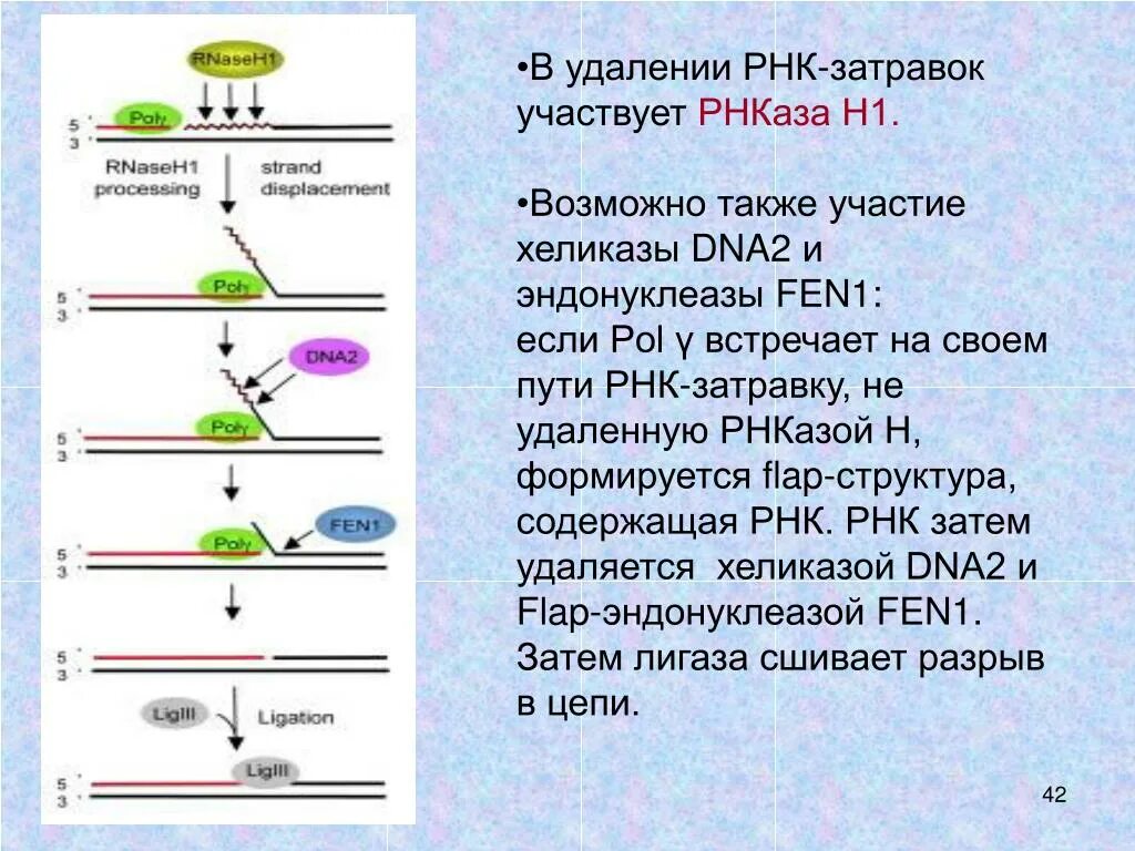 РНК затравка функция. РНК затравка принимает участие в. РНК заправка принимает участие в. Синтез РНК затравки.