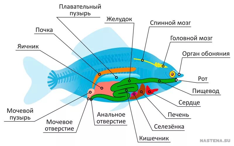 Внутреннее строение сельдеобразных рыб. Органы пищеварительной системы рыб схема. Пищеварительная система костных рыб схема. Внешнее строение сельдеобразных рыб. Внутреннее строение карася