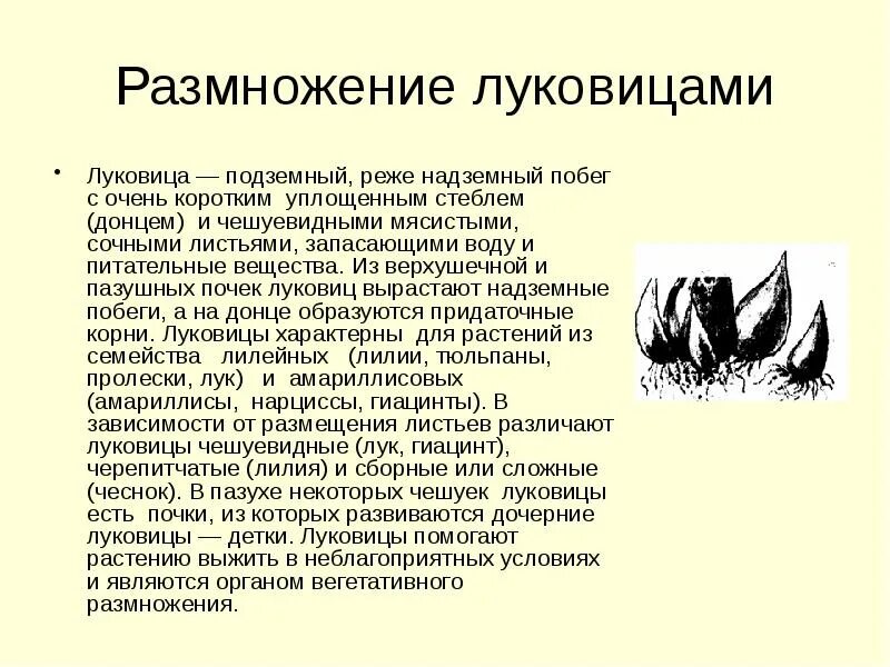 Способы размножения растений 6 класс. Вегетативное размножение бегонии. Размножение цветковых растений схема бесполое. Способы вегетативного размножения растений схема. Размножение и оплодотворение у растений 6 класс.