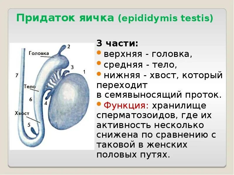 Болит яичко у мужчины. Придаток яичка половых органов мужчины. Хвост придатка яичка анатомия. Придатки яичек строение и функции.