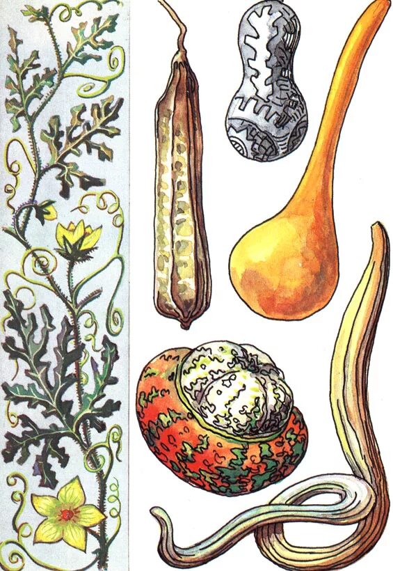 Cucurbita ecuadorensis. ботанические гравюры овощей. мускатная тыква (cucurbita moschata). ботаническая иллюстрация тыквенные. плод тыквы с ботанической точки зрения.