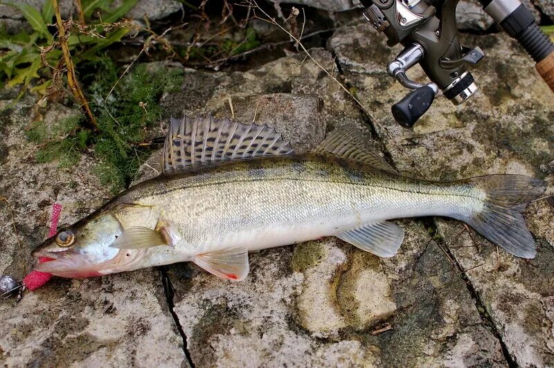 судак обыкновенный судак берш судак морской. каспийский судак. фото судаковых. судак рыба большой 8кг. уральский судак.