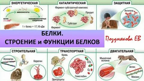 Биохимия белка в организме