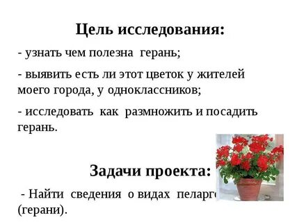 Герань в доме приметы и суеверия