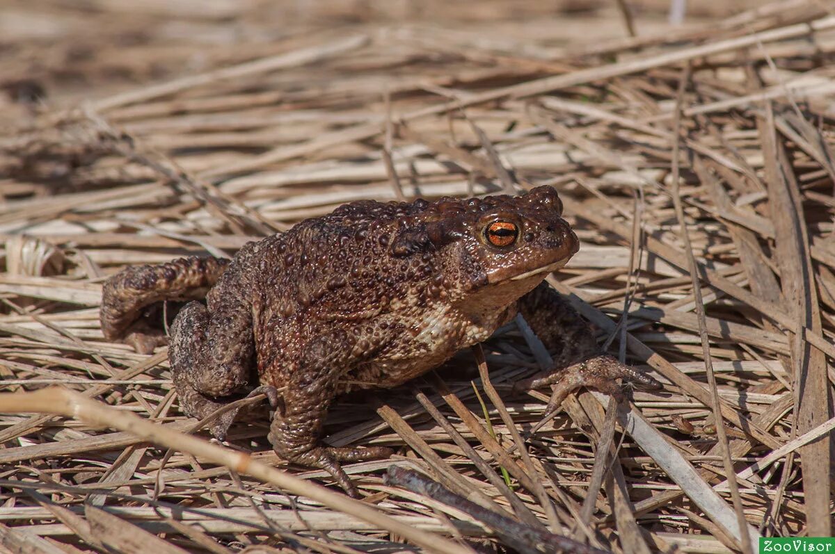 Серая жаба Bufo Bufo. Серая жаба (лат. Bufo Bufo).. Обыкновенная или серая жаба. Серая жаба Мурманская область. Серая жаба признаки