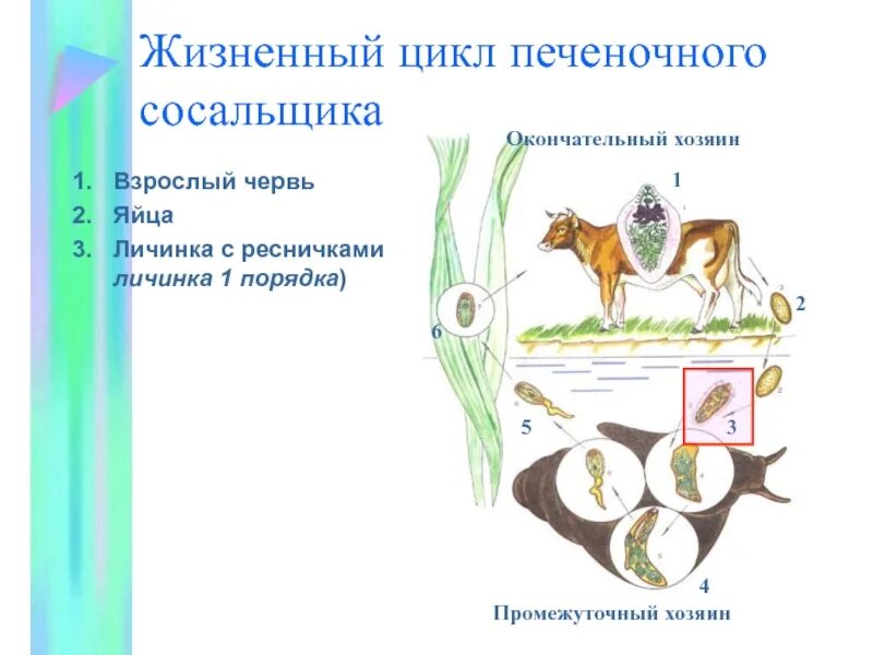 Промежуточный хозяин печеночного сосальщика. Основной окончательный хозяин печеночный сосальщик. Жизненный цикл печеночного сосальщика. Сосальщики плоские черви жизненный цикл.