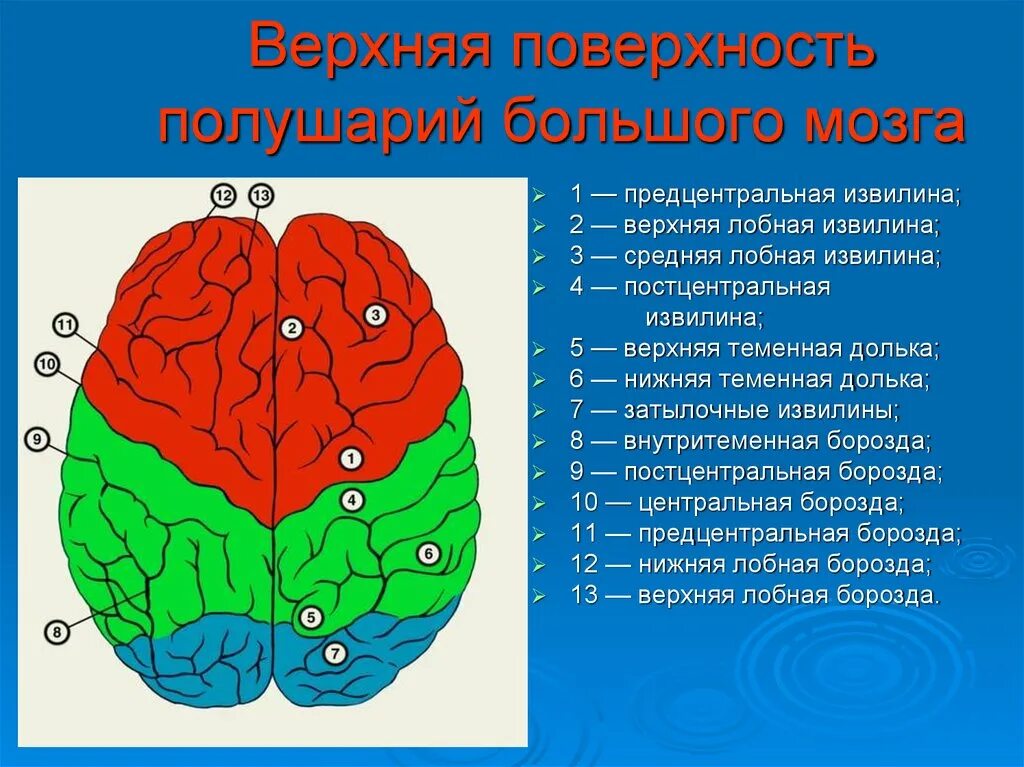 Поверхность головного мозга имеет