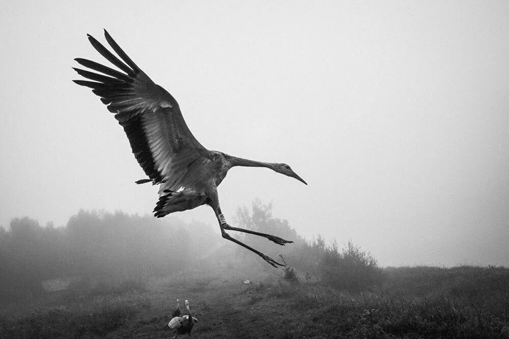 Без слов журавль. Одинокий журавль. журавль эстетика. печальный журавль. черный журавль.