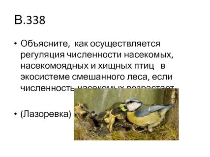 Экосистемы птицы