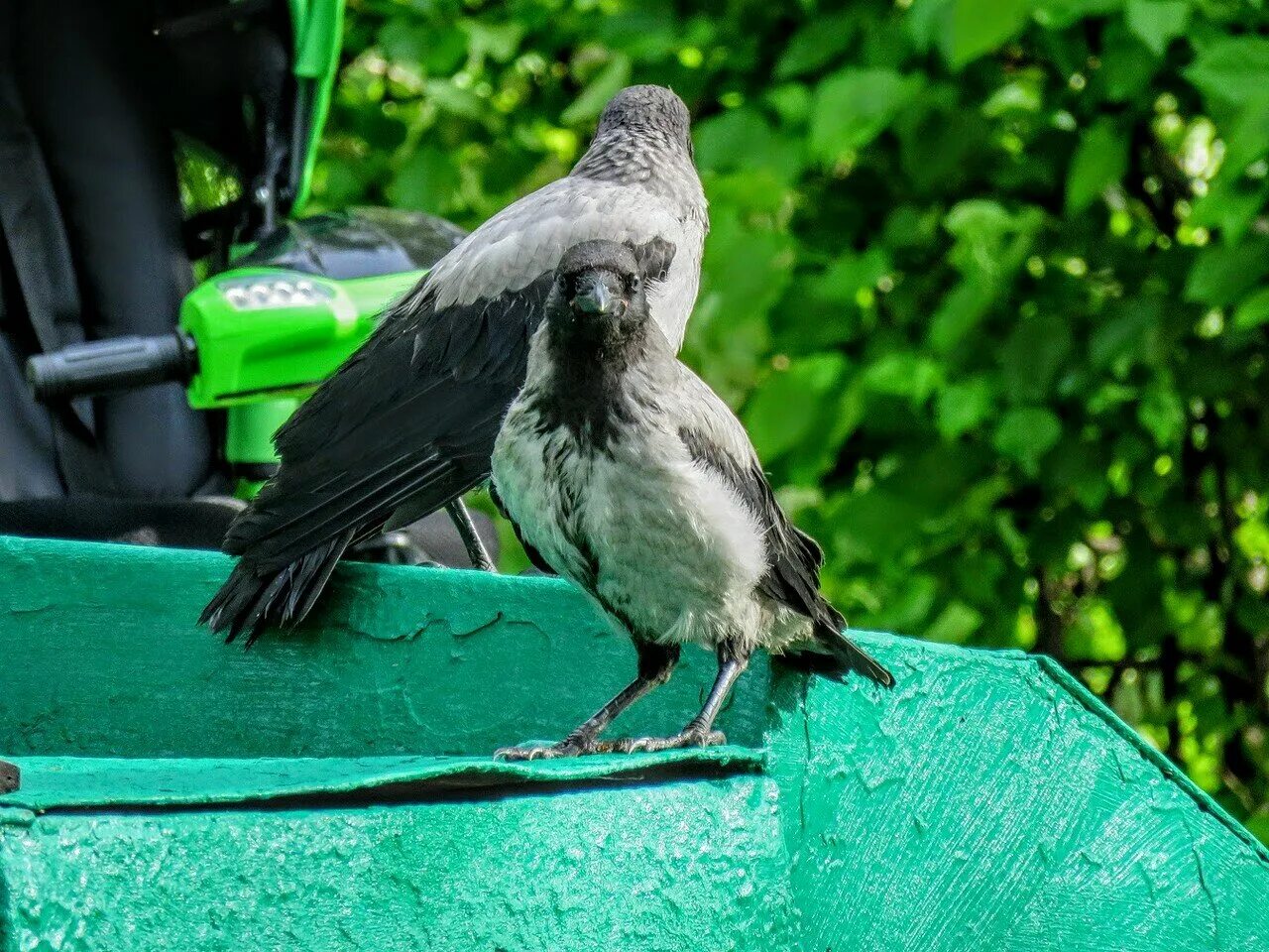 машина ворон. ворона и автомобиль. ворона на машине. черный ворон. ворон авто.