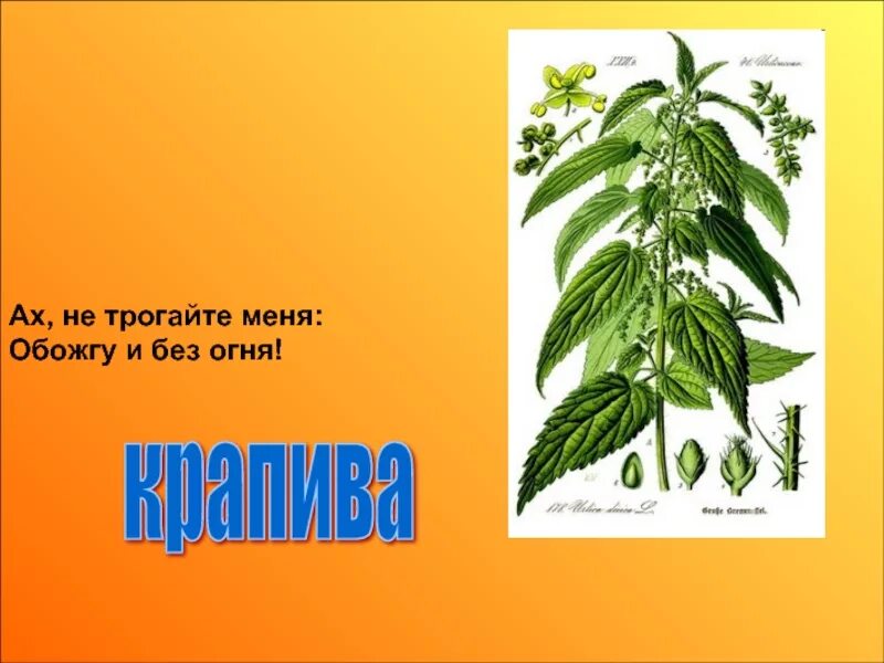 Ах трогайте меня обожгу и без. Загадки про крапиву для 1 класса. Ах трогайте меня обожгу и без. Ах не трогайте меня обожгу и без огня. Ах трогайте меня обожгу и без.