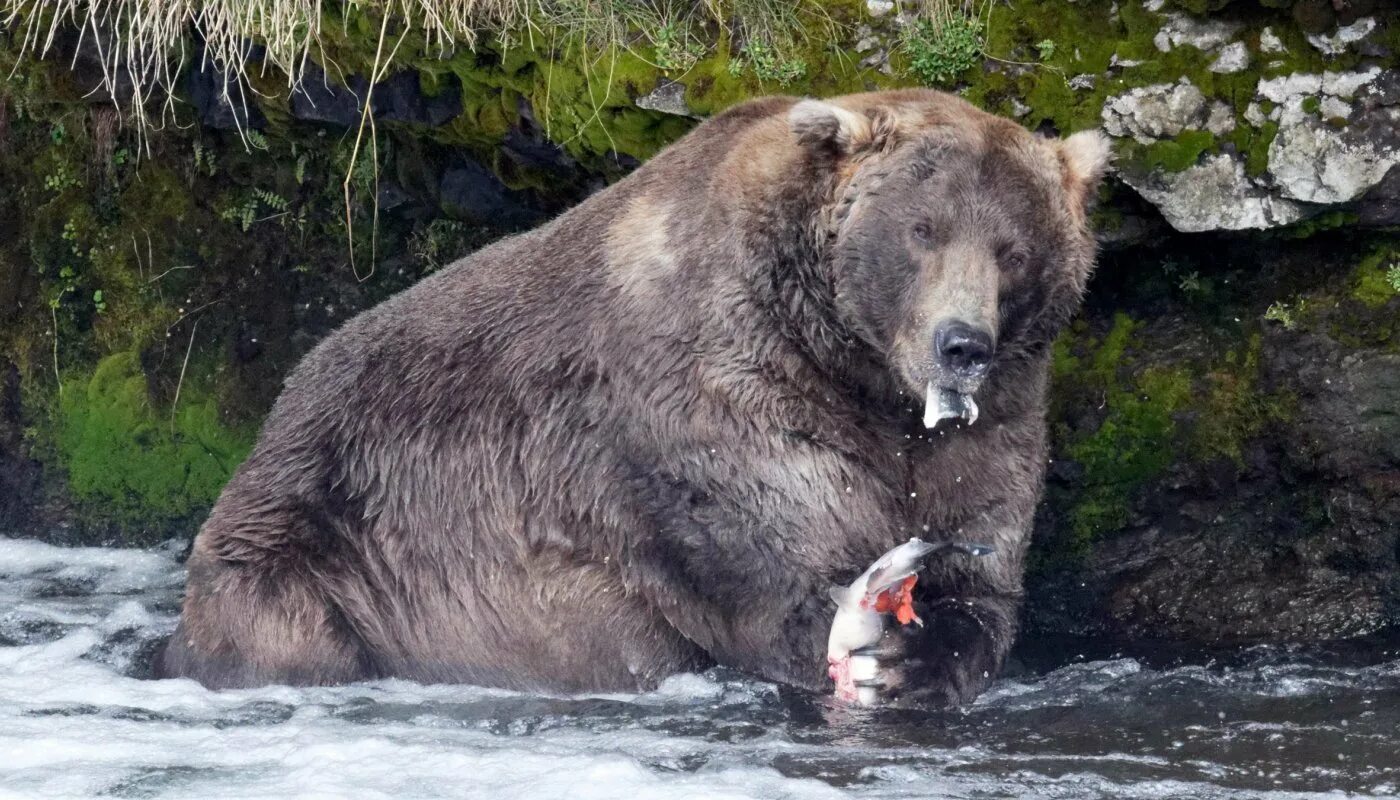 Какие медведи крупнее. Большой бурый медведь Кадьяк. Аляскинский бурый медведь Кадьяк. Остров Кадьяк бурый медведь. Самый большой бурый медведь Кадьяк.