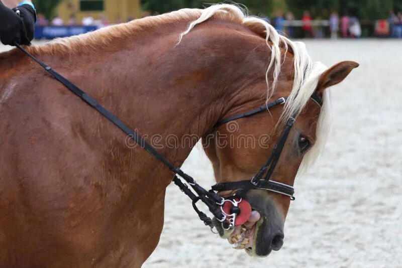 Horse rental horse riding. Выезда на лошади. Выезженная лошадь. Выезженная лошадь. Портрет лошади в сбруе.