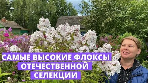Сад флоксов анны калугиной каталог